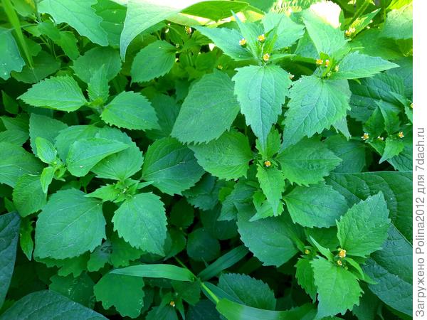 Если это она?