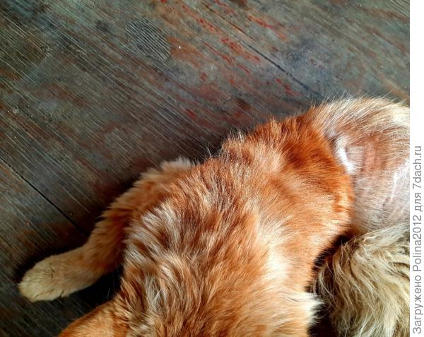 Новая шерсть такая яркая))