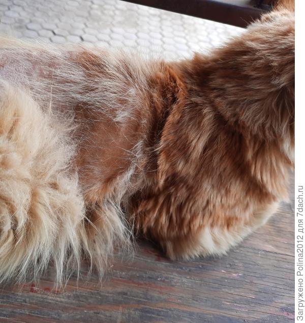 Новая грива отрастает))