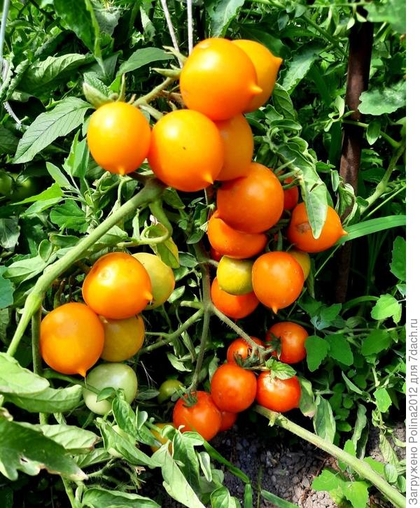 Вот такие они,смайлики))