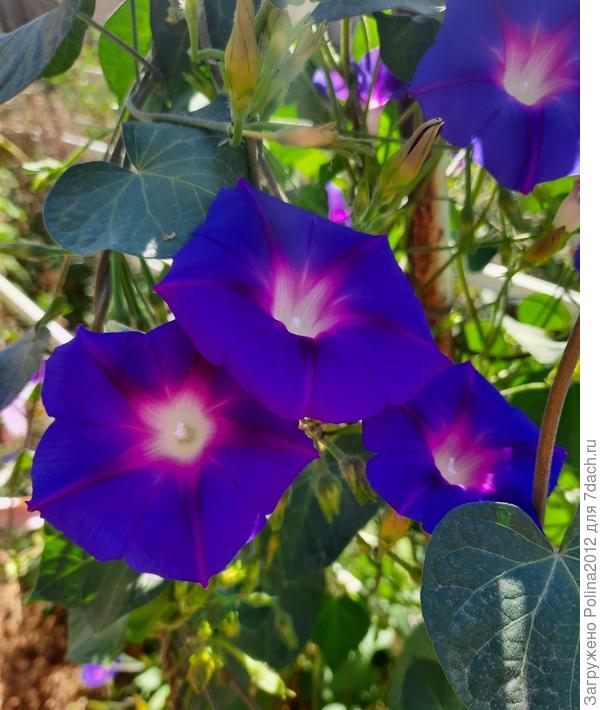 У меня цветов немного,зато сорняки хорошо цветут))