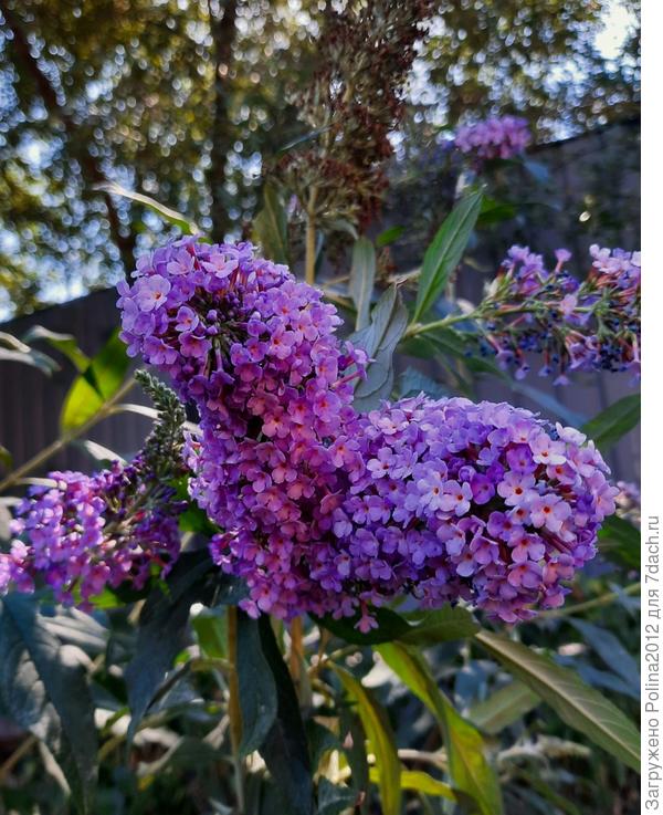 Моя буддлея все еще цветет,ждала вашего дня рождения))