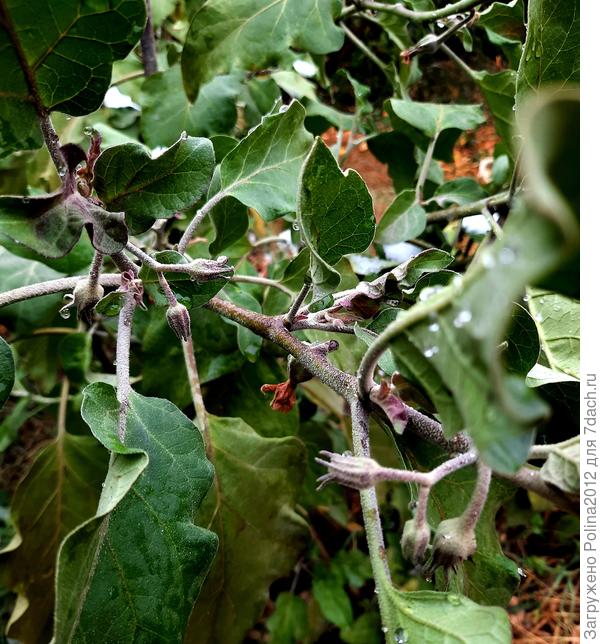 Баклажаны как сумасшедшие завязываются,сегодня собрала 20 шт.