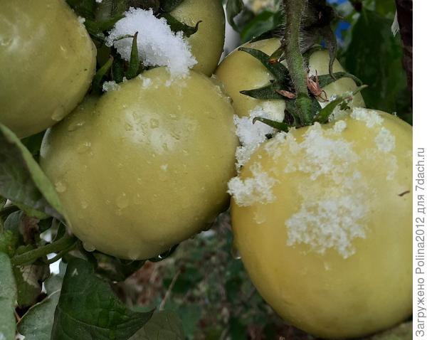 Томаты под снегом))