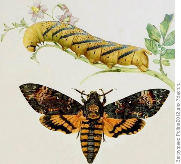 Moth names Butterfly Conservation