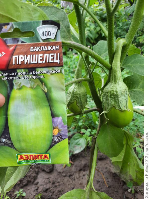 Пришелец не нашел пристанища на моем огороде