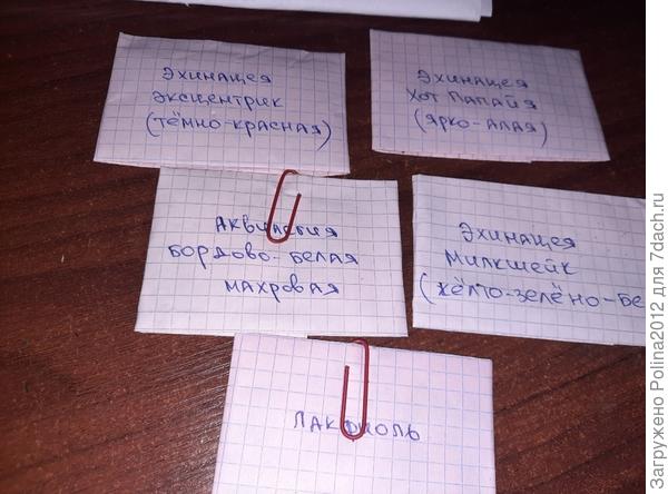 Ну очень красивые эхинацеи от Натальи♡