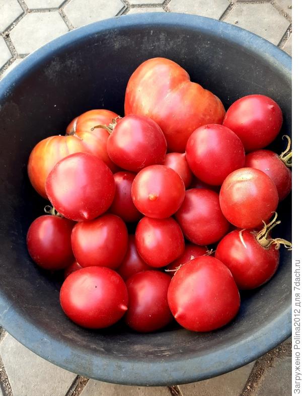 Они более вытянутые, сливовидные,почему то здесь круглыми получились