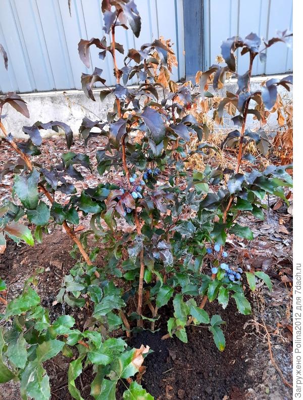 Хороший куст с 6-7 стволами