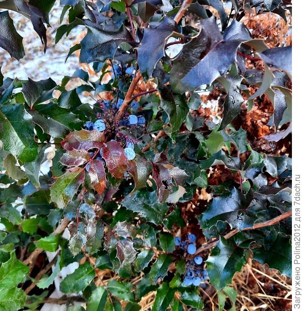 Вот такая красота