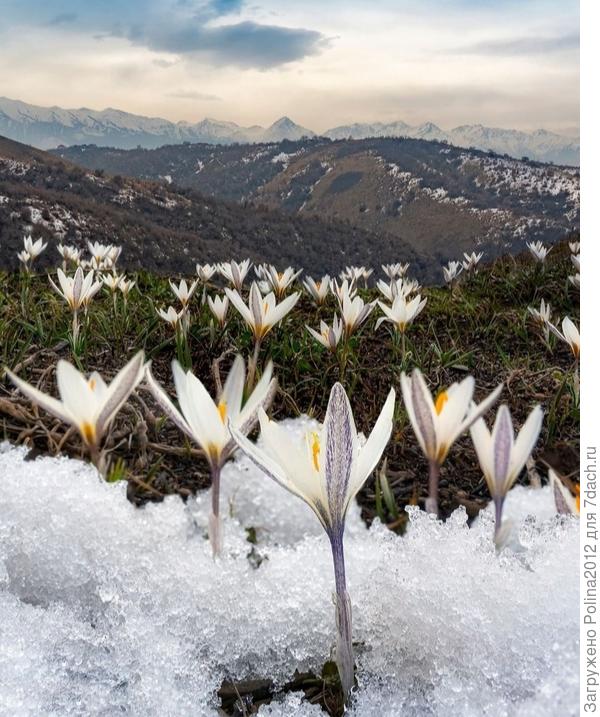 В горах вовсю цветут подснежники