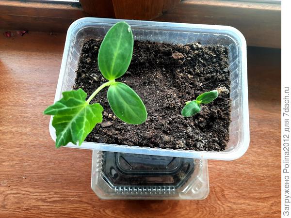 Это теспезия,ну очень похожа на тыкву.