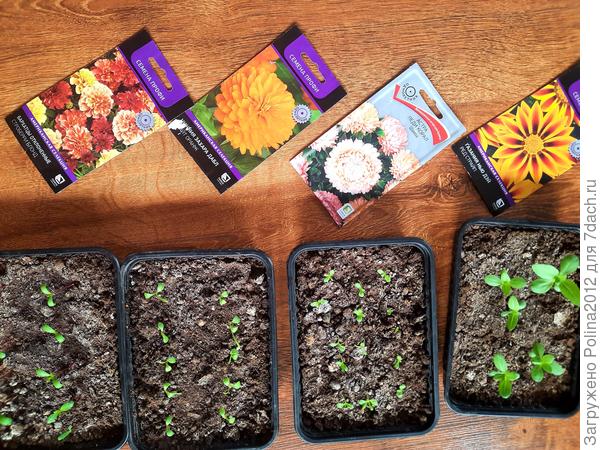 Гацания,бархатцы,циннии через 2 дня  взошли все