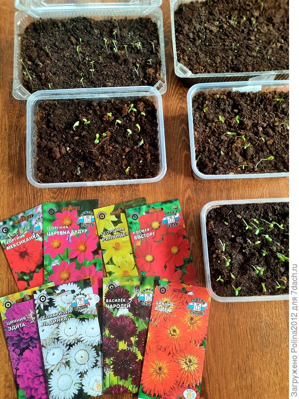 Здесь тоже почти 100% всхожесть