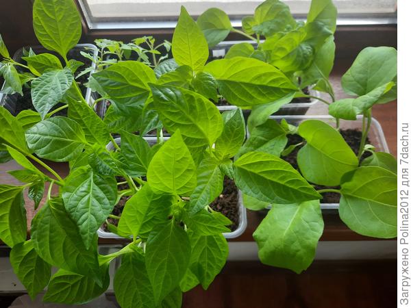 Перцы и баклажаны. Основная часть рассажена уже