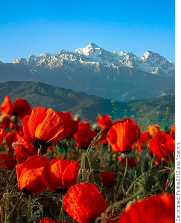 Вам тоже море маков!