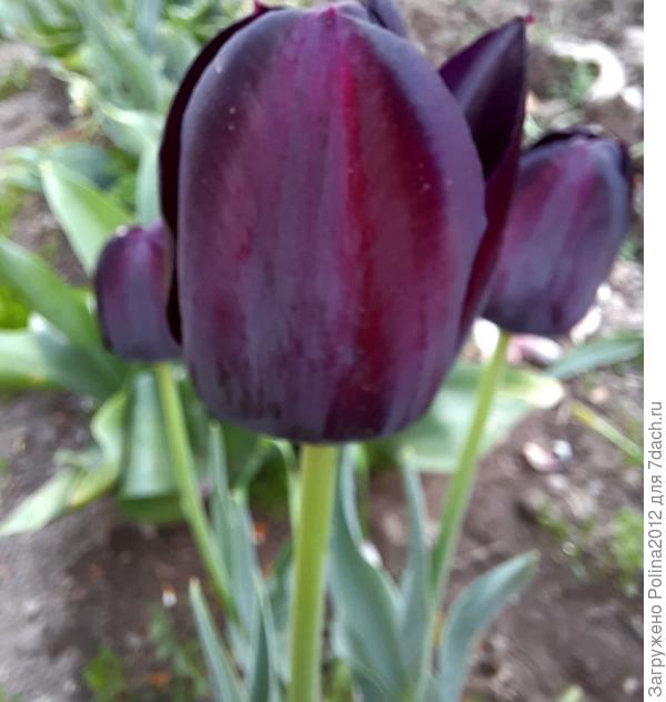 Вот он,красавец