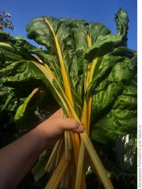 Для вас букет из мангольда