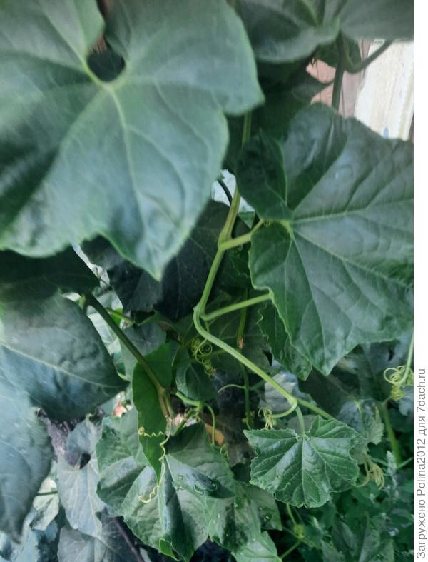 Вьется по дереву,все выше и выше