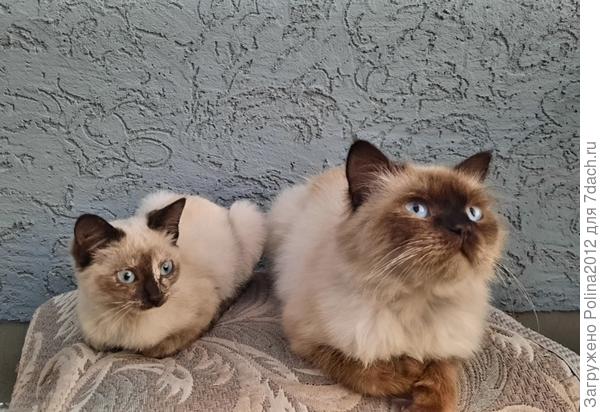 Последнее пополнение)) сначала пришел побольше котик,около года ему,а через 2 недели кошечка,3 месяца где-то ей. Парочка))