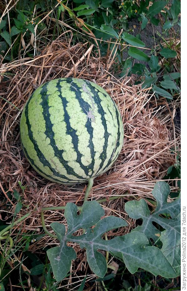 Последний арбузик))