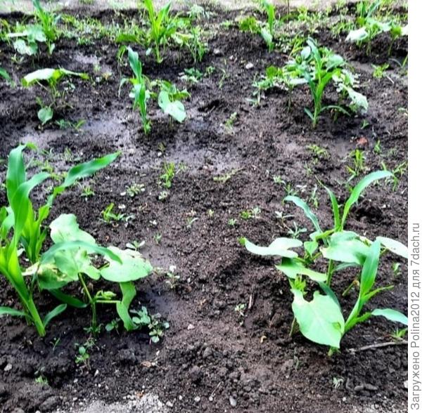 Сажаю вместе с фасолью))