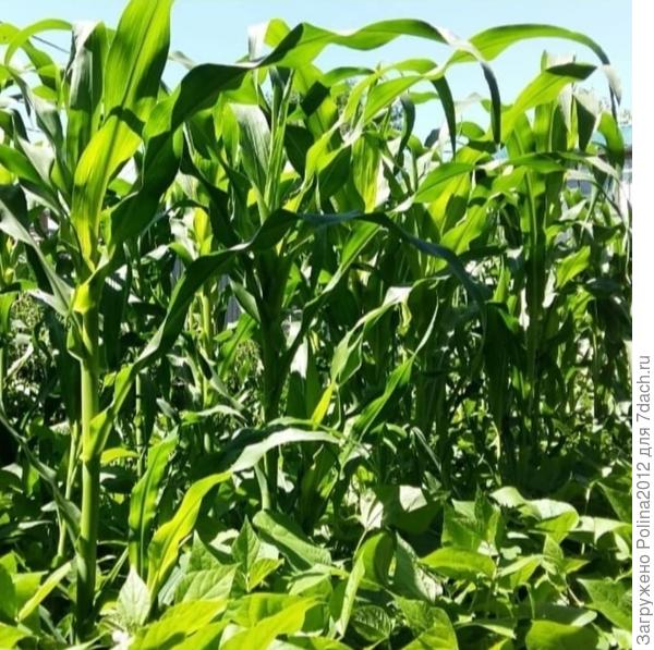 У нас все любят кукурузу))