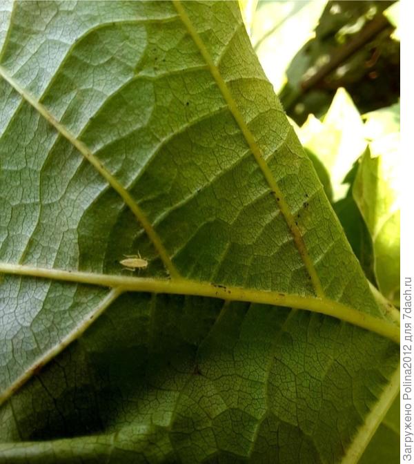 Личинка, как я поняла