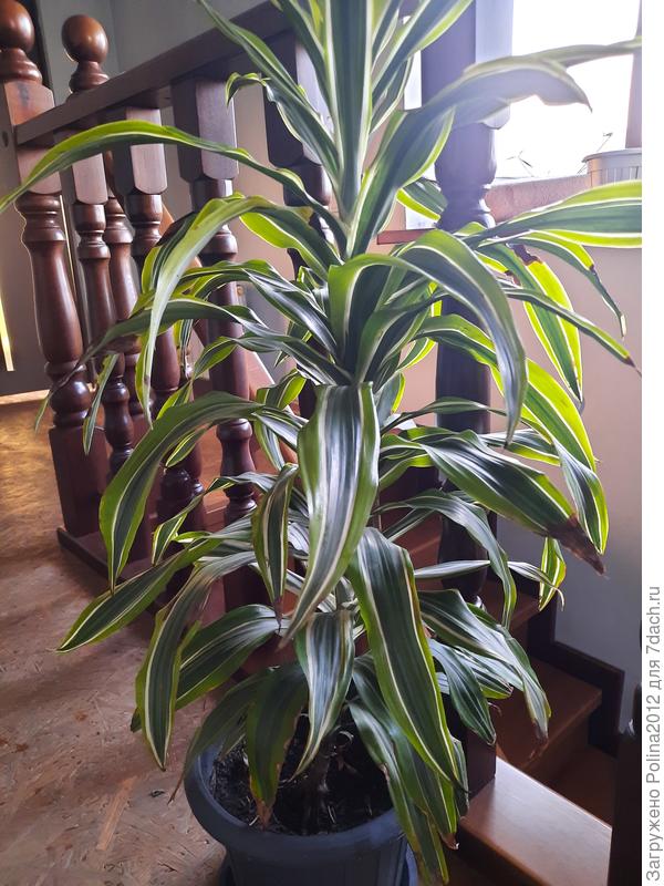 Драцена из черенка