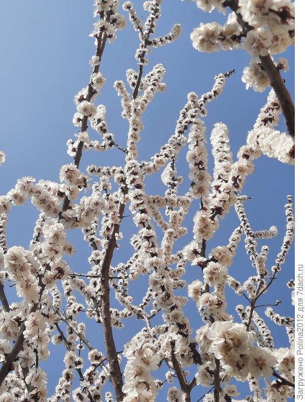 А в прошлом году цвел так