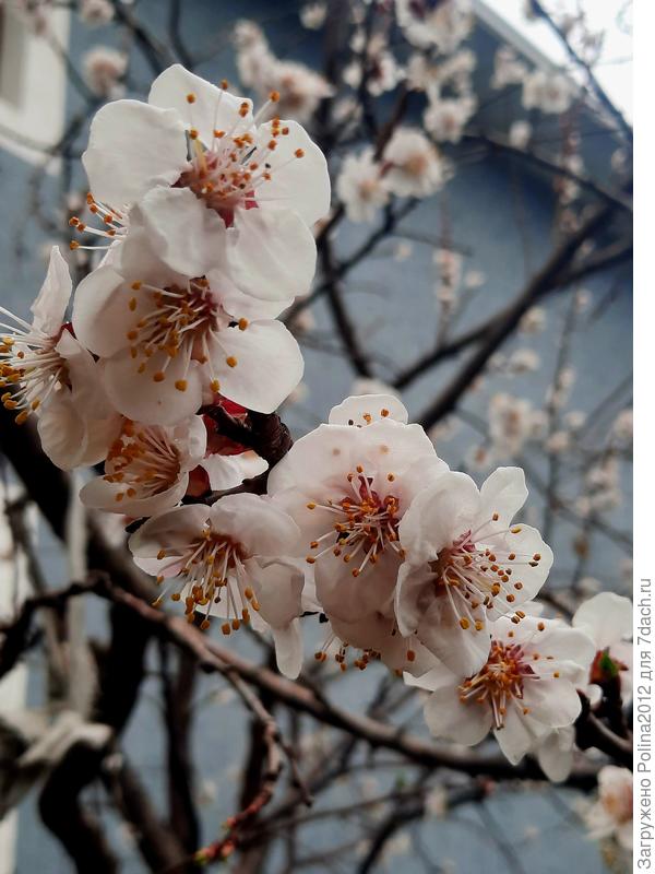 Абрикос цветет совсем скромно, отдыхает