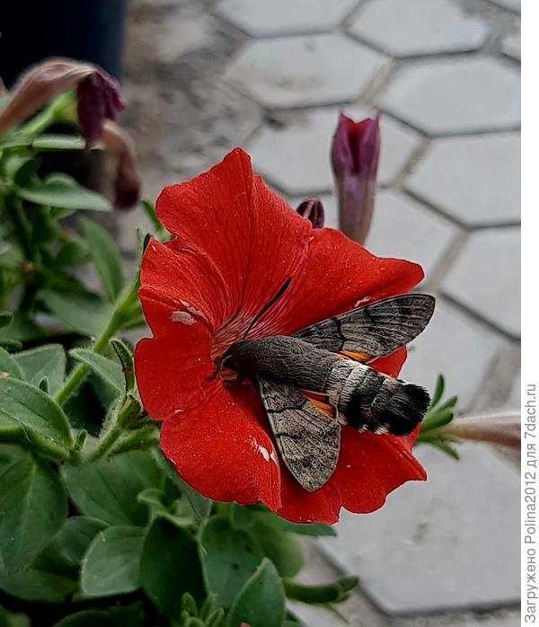 Вчера снова увидела бражника🥰