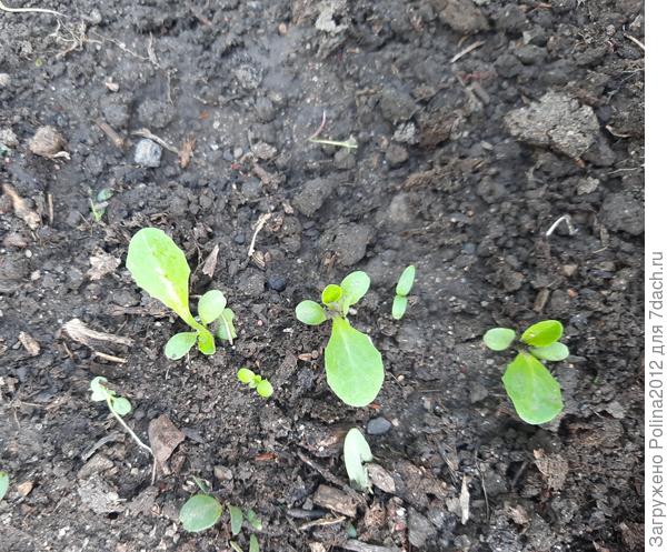 17 июня в открытом грунте