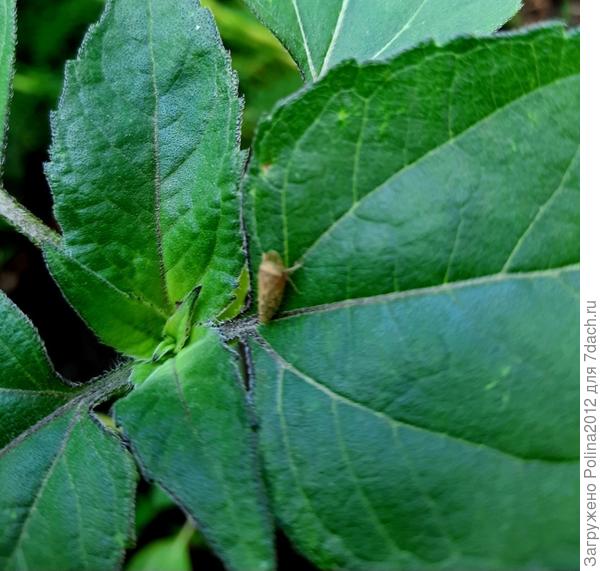 А это что, я не поняла, тоже какая то цидкадка?