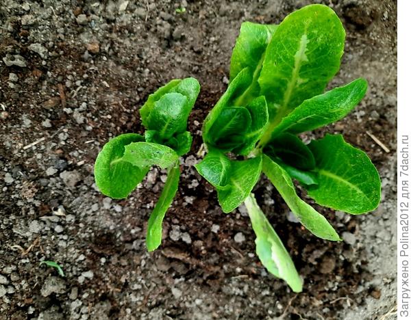 Они же через 2 недели