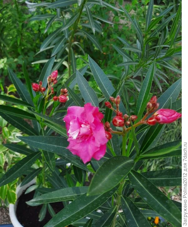 Первый раз вот зацвел розовый махровый олеандр