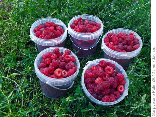 Варю через день по 2 л примерно