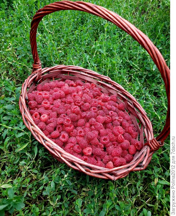 Малины в этом году много