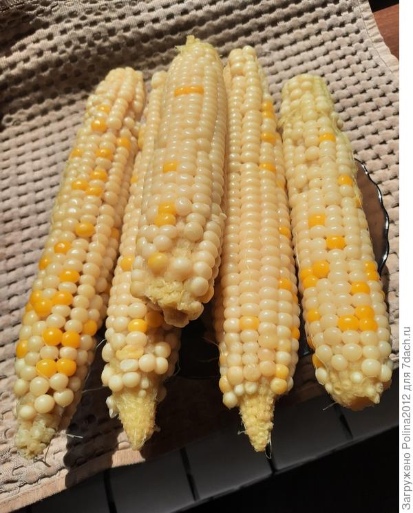 А это переопылилась, сажала белую тоже рядом со своей