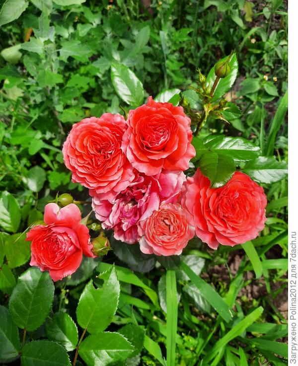 Мои новые розочки цветут вовсю 🥰