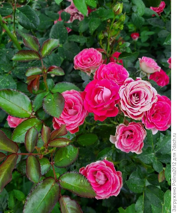 Все рады живительному дождю