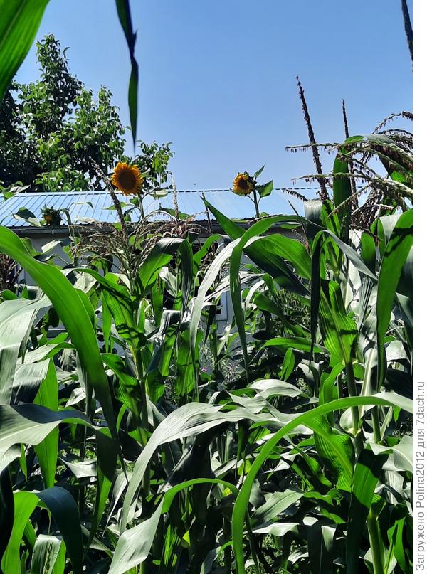 Скоро будем есть кукурузу🌽🌽🌽