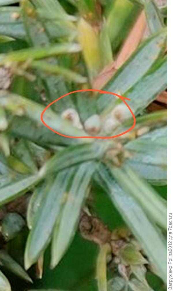 Вот тут целая семейка щитовок