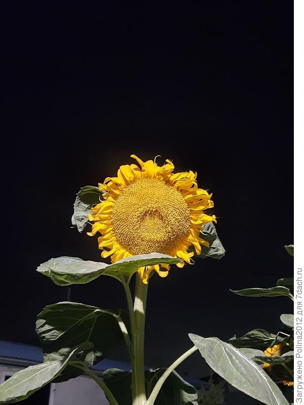 Вот такой 4 -х метровый красавец у меня вырос