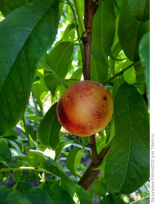 Ну, это разве персик? у меня абрикосы такие