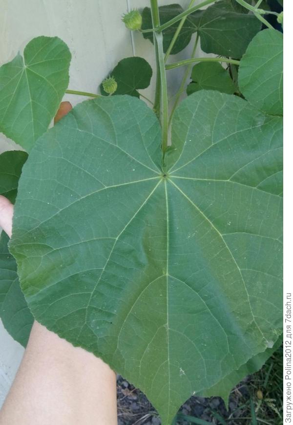 Листья огромные у него, ну почти как у павловнии