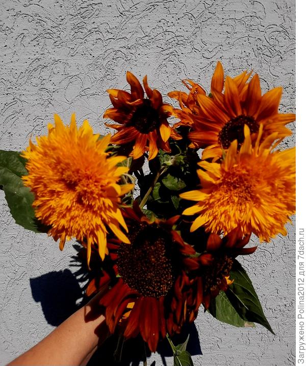 Вот сегодня с утра сорвала на  букетик. Для тебя!🌻💝🥰