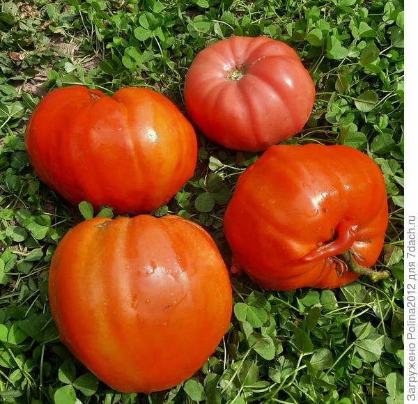 Болгарский змей и Польская слива т. Сварло