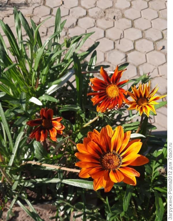 Цветет гацания, все лето не хотела цвести, только осенью опомнилась, как и я😁