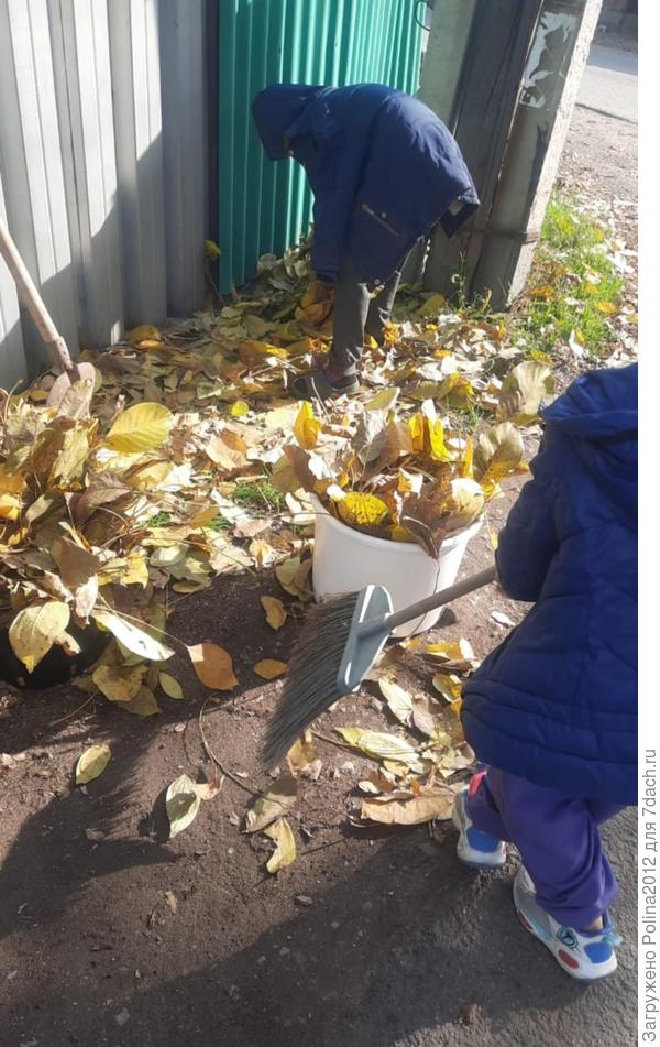 Вовсю эксплуатировала племянников, все листья с улицы собрали🤗